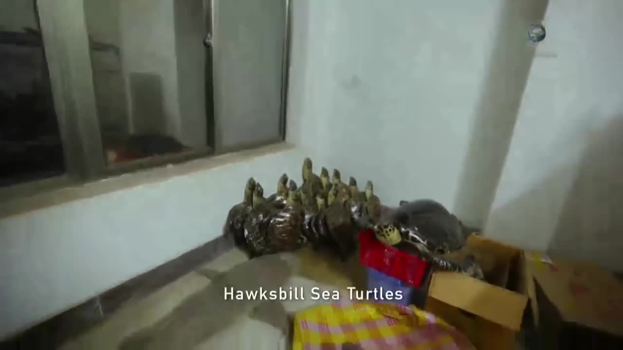 Гонка на вымирание(1).mp4