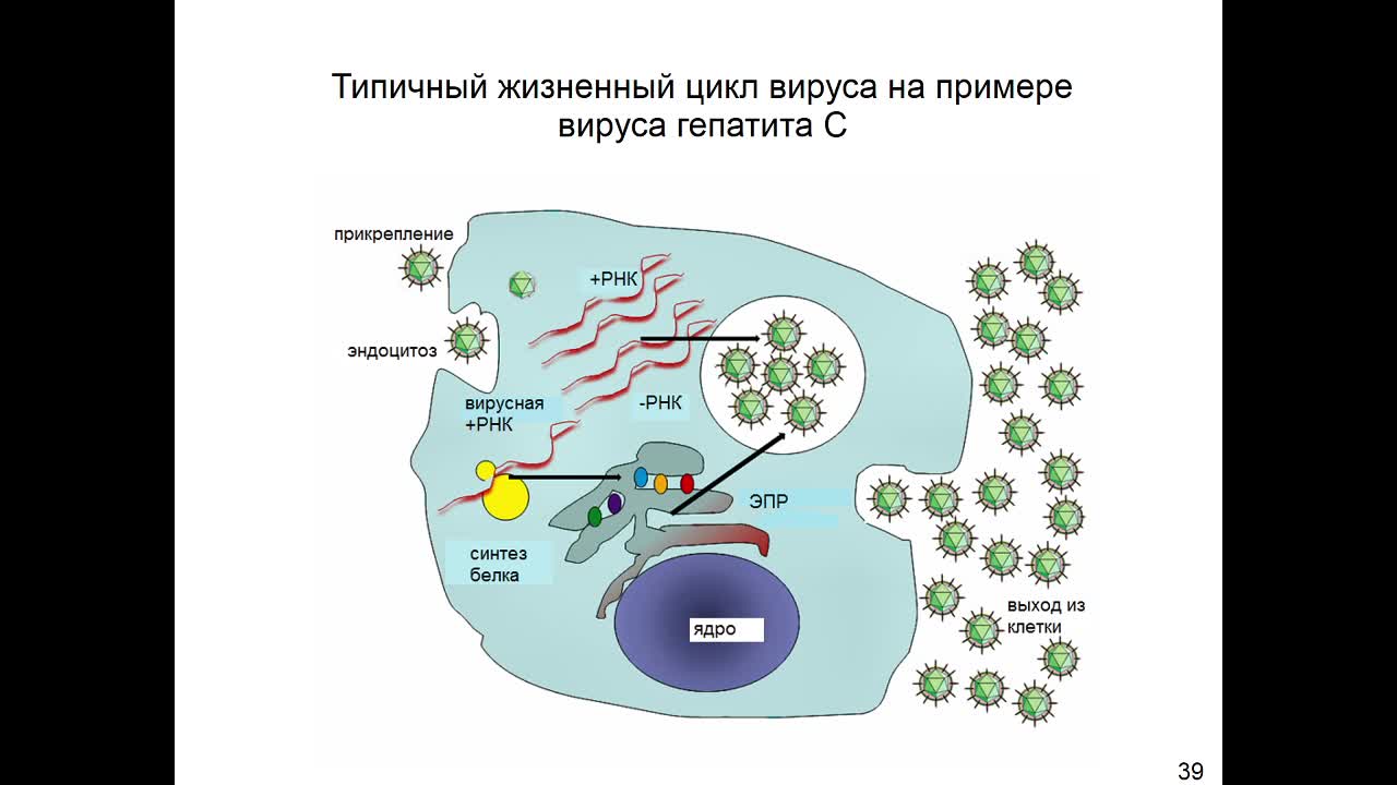 Кульминская АА (Швецова СВ)_09.04_14-00_часть2