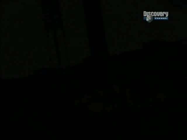 Цыпленок.avi