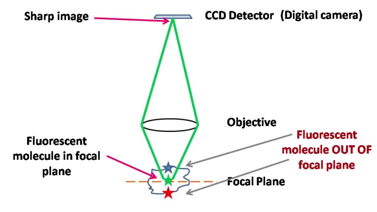 Confocal Microscopy.mp4