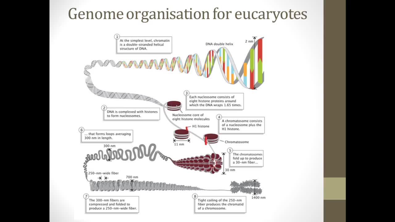 Lecture6_genome structure and organisation.mp4