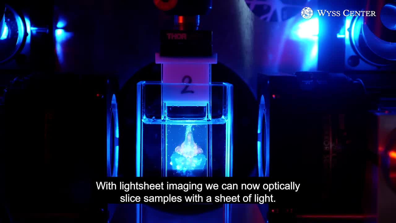 Revealing 3D anatomy with lightsheet microscopy.mp4